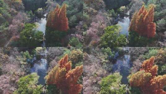 航拍秋天的山林公园树木高清在线视频素材下载