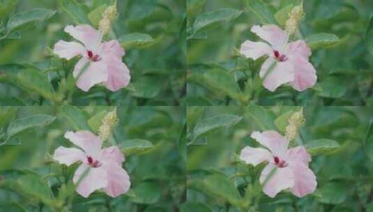 小红花 花朵 大自然 芙蓉花高清在线视频素材下载