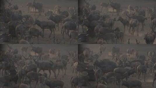 4K 北京南海子麋鹿苑麋鹿高清在线视频素材下载