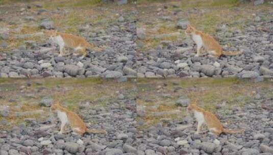 野外的小橘猫高清在线视频素材下载