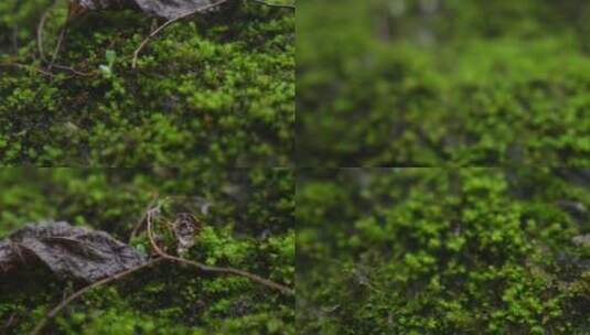 微距特写雨后山上的绿色植被青苔高清在线视频素材下载