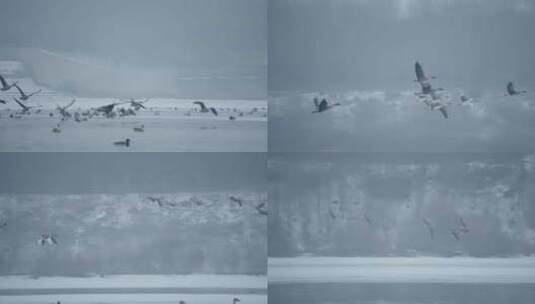 冬季河面上野生的大雁群在奔跑起飞滑翔降落高清在线视频素材下载