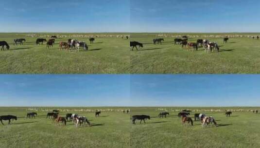 航拍呼伦贝尔草原风光474 马群 羊群高清在线视频素材下载