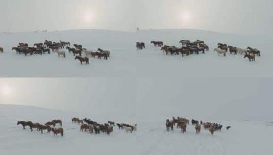 雪原上的蒙古马高清在线视频素材下载