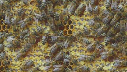 蜂巢工蜂采蜜花蜜蜂王高清在线视频素材下载