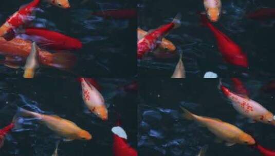 水中游动的金鱼高清在线视频素材下载