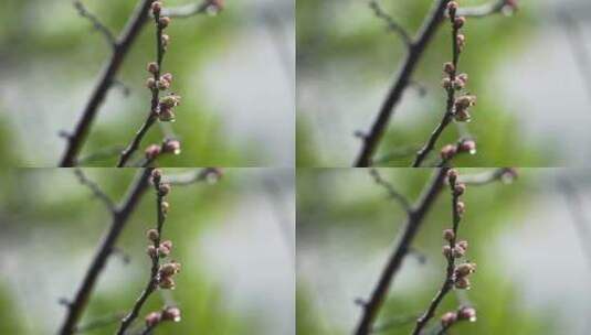 春天雨水中的梅花花蕾高清在线视频素材下载