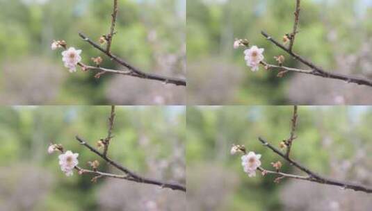 梅花高清在线视频素材下载