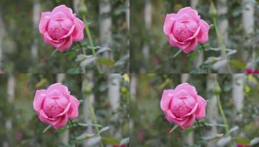 玫瑰花海高清在线视频素材下载