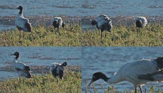 湿地越冬的黑颈鹤高清在线视频素材下载
