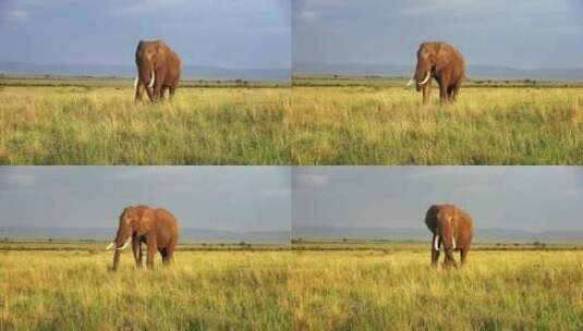 草原大象高清在线视频素材下载