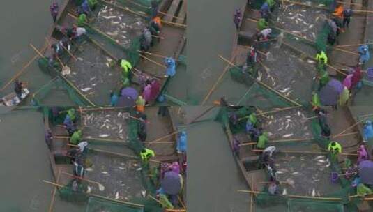 江南水乡过年古法巨网捕鱼高清在线视频素材下载