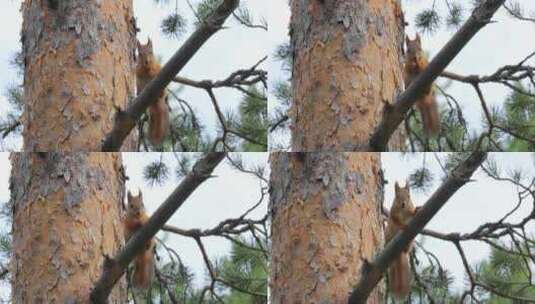 松鼠吃树枝上的松果高清在线视频素材下载