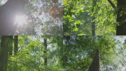 夏天阳光大自然树林水杉自然生态阳光光晕高清在线视频素材下载
