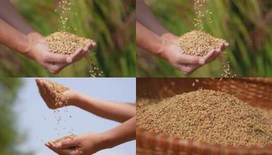 水稻 稻谷高清在线视频素材下载