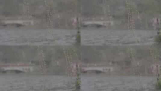 湖边的柳树高清在线视频素材下载
