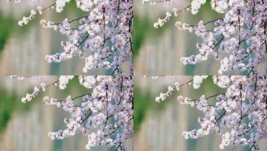 4k池塘边的樱花花簇高清在线视频素材下载