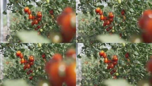 小番茄小西红柿圣女果高清实拍高清在线视频素材下载