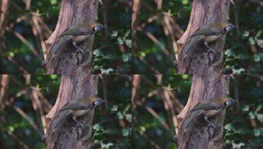 栖息在树干面向右侧的一侧，同时调整其位置高清在线视频素材下载