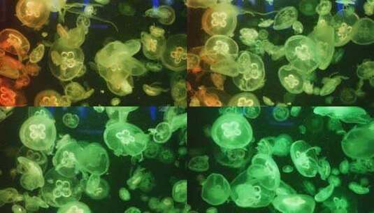 闪亮活力的绿色荧光水母高清在线视频素材下载