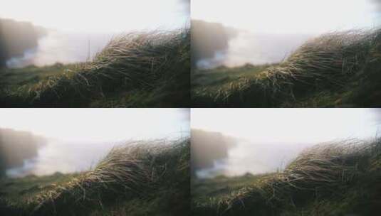 野外微风吹动野草的慢镜头高清在线视频素材下载