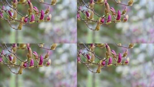 春天盛开的白色紫色玉兰花花朵花苞特写高清在线视频素材下载