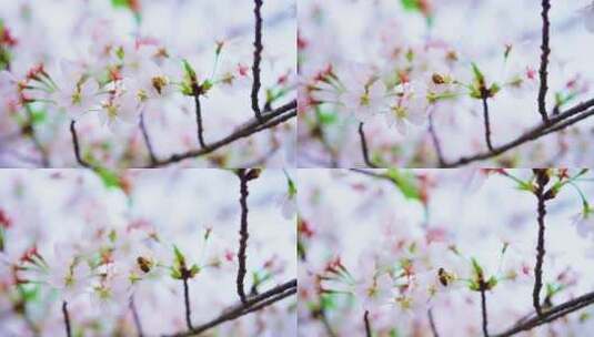 春天里的樱花绽放高清在线视频素材下载