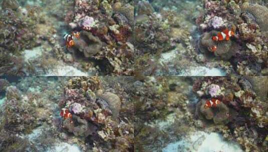 海洋海底小丑鱼海洋生物高清在线视频素材下载