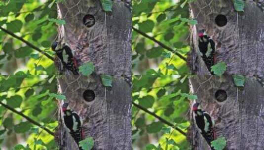 法国Vosges的大斑啄木鸟高清在线视频素材下载