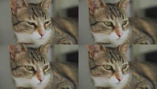 可爱美丽的虎斑猫小猫的肖像猫特写的家养宠高清在线视频素材下载