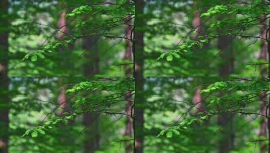春天阳光穿透生长的水杉林树干枝叶高清在线视频素材下载