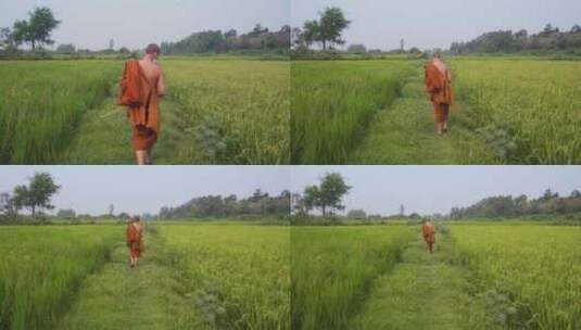 年轻的泰国佛教僧侣，走在水稻田间高清在线视频素材下载