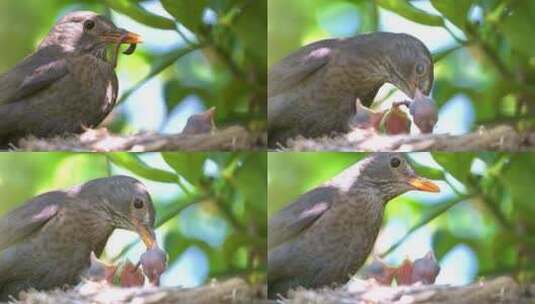 小鸟叼食物哺育雏鸟特写高清在线视频素材下载