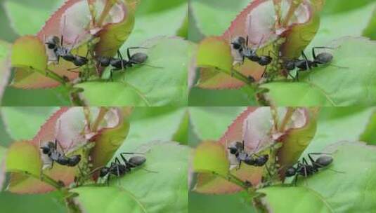春日繁殖，弓背蚁繁殖产卵的微观世界高清在线视频素材下载