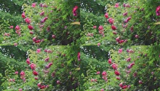 美丽的蔷薇花高清在线视频素材下载