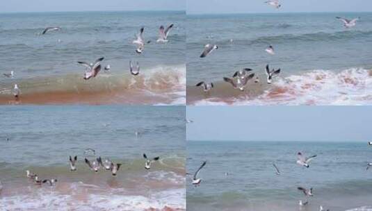海面海浪上飞翔的海鸥高清在线视频素材下载