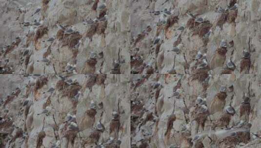 海鸥小鸡在白色悬崖上筑巢高清在线视频素材下载