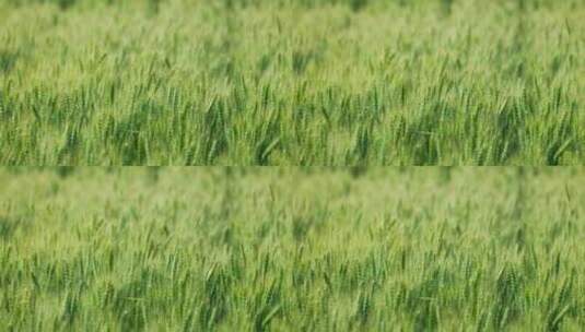 【电影感】小麦麦田风吹麦浪小满芒种节气高清在线视频素材下载
