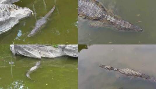 实拍河水中的鳄鱼高清在线视频素材下载