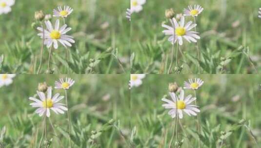 内蒙古大草原上的一朵小花小菊花高清在线视频素材下载