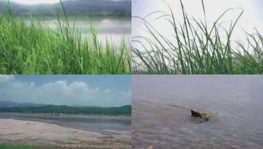 长江上坝植被草地江滩水流石头空镜头素材高清在线视频素材下载