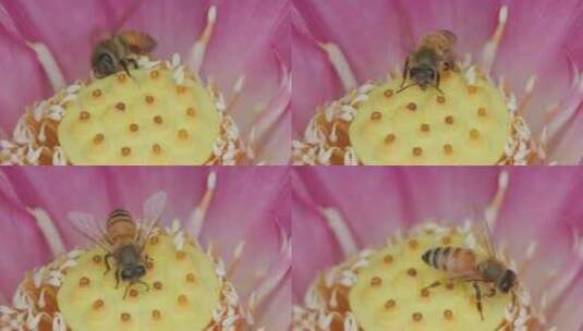 微观世界：蜜蜂爬行莲花莲蓬采蜜高清在线视频素材下载