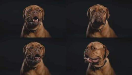 Dogue De Bordeaux，狗，高清在线视频素材下载