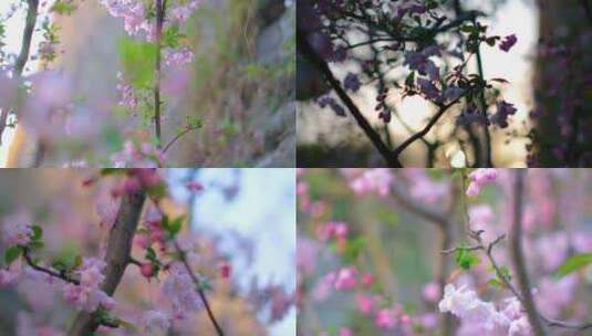 南京玄武区玄武湖景区古鸡鸣寺游客观赏樱花高清在线视频素材下载