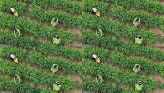 黄花菜种植高清在线视频素材下载