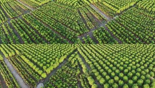 农田里整齐的种植着绿色的盆栽植物高清在线视频素材下载