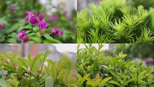 雨天植物 雨中花朵 花朵特写 下雨高清在线视频素材下载