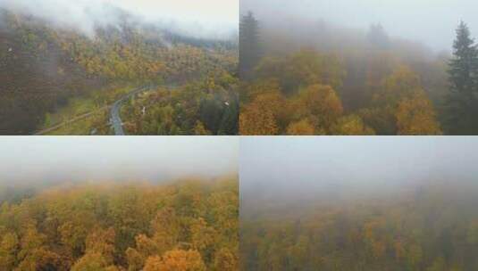 雨中秋景 秋景 黄色树林 云雾秋景 秋天高清在线视频素材下载