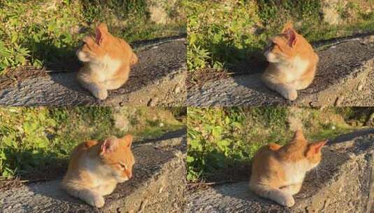 姜黄猫躺在堤岸上，看着夕阳特写高清在线视频素材下载