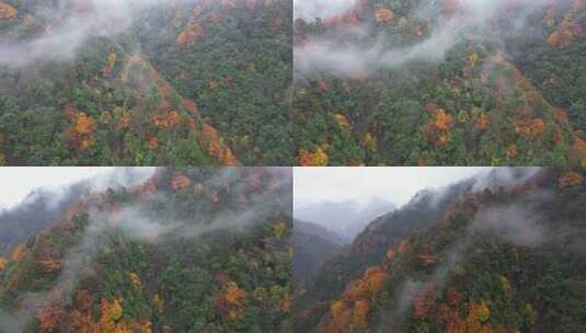 漫山红叶巴中光雾山附近高清在线视频素材下载